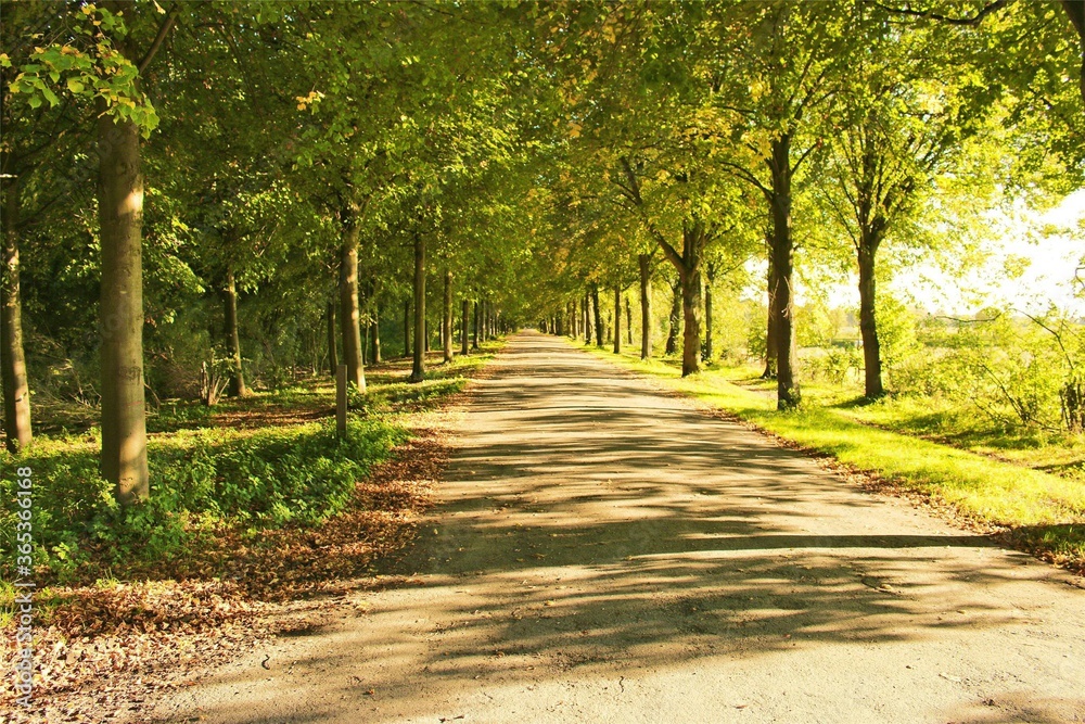 Road in a filled forest