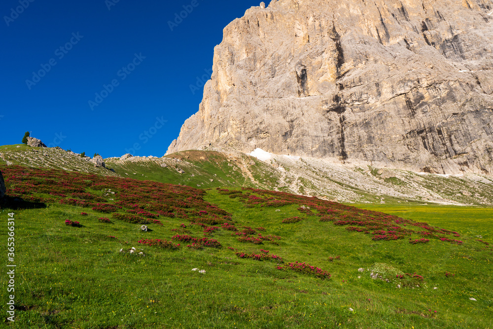 wild Rhododendron flowers in Dolomites mountains, Italy
