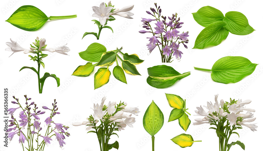 Collection elements green hosta leaf and flowers isolated on white background. Flat lay, top view