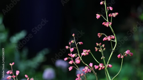 Beautiful summer garden flowers close-up. 4K Footage.