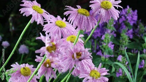 Beautiful summer garden flowers close-up. 4K Footage.