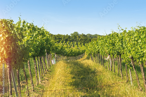 Vineyard rows of the City of Vienna Austria