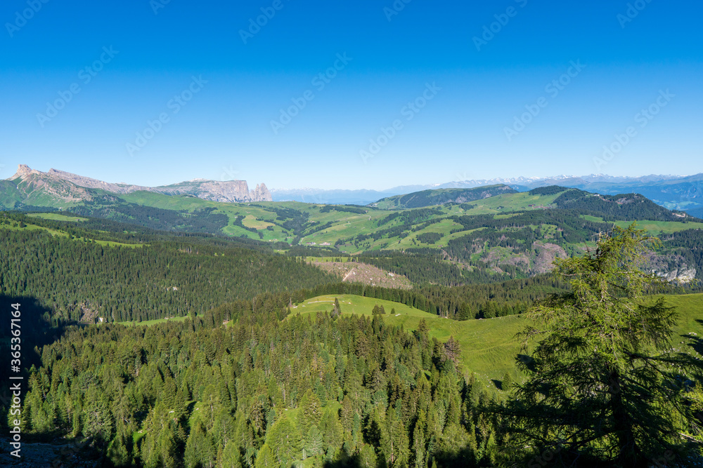 Obraz premium Incredible nature landscape in Dolomites Alps. Spring blooming meadow. Flowers in the mountains. Spring fresh flowers. View of the mountains. Panorama of Dolomites, Italy. Daisy flowers.