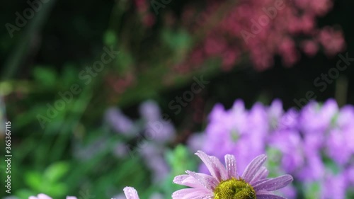 Beautiful summer garden flowers close-up. 4K Footage.