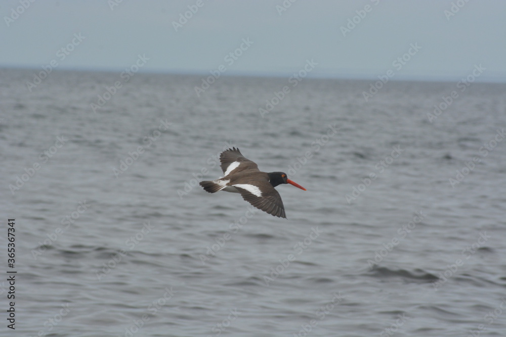 Aves Aves