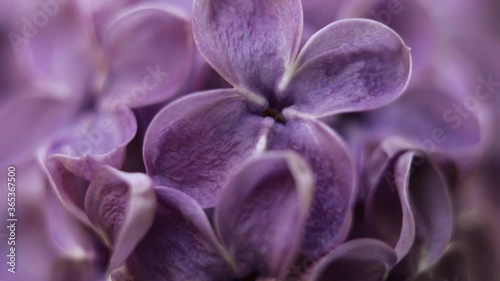 Beautiful summer garden flowers close-up. 4K Footage.