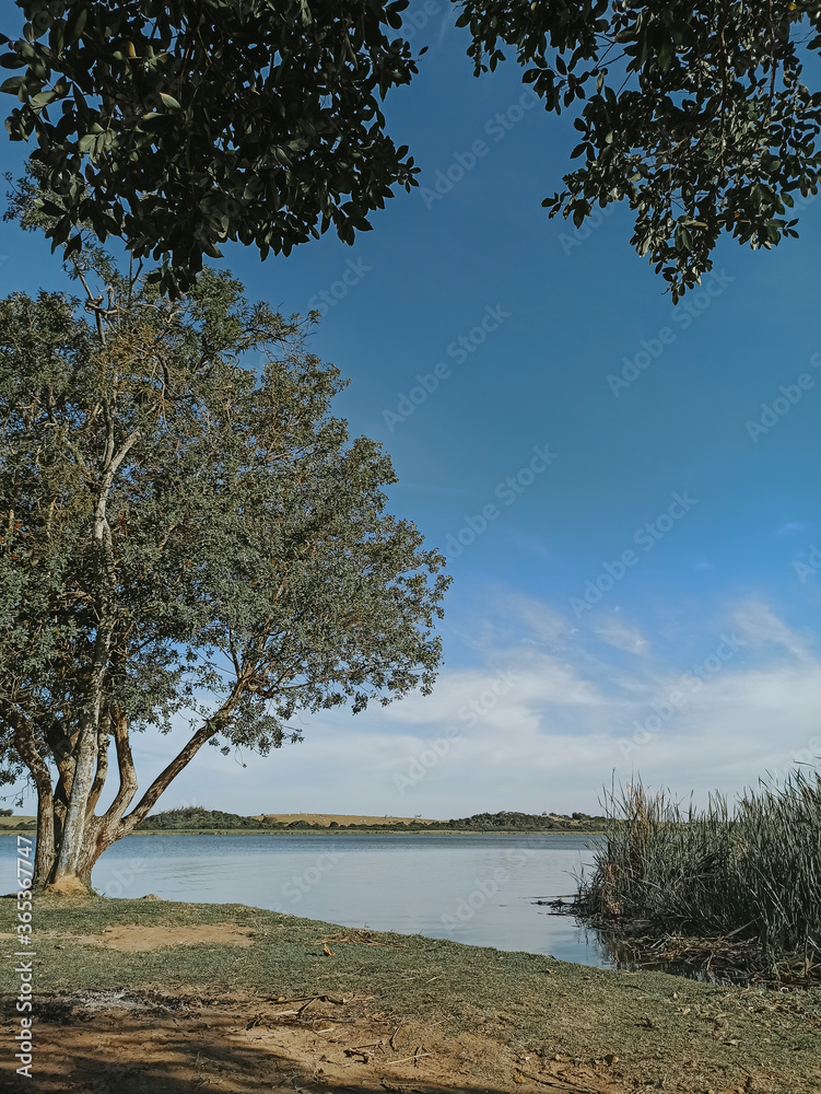 tree on the beach