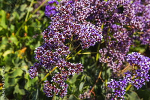 lilac flowers in the garden. lavender flower background. 