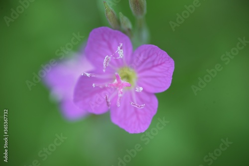 Rose evening primrose is an Onagraceae perennial plant.