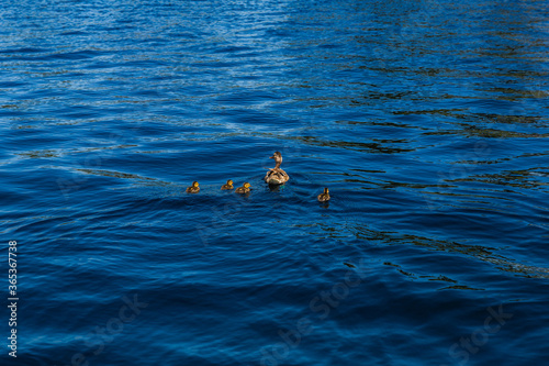 Family of ducks swimming in a park lake. Blue water texture, background. 