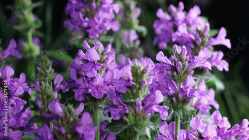 Beautiful summer garden flowers close-up. 4K Footage.