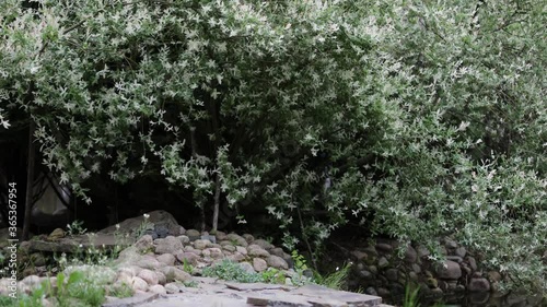 Beautiful summer decorative bushes and garden elements close-up.4K Footage.
