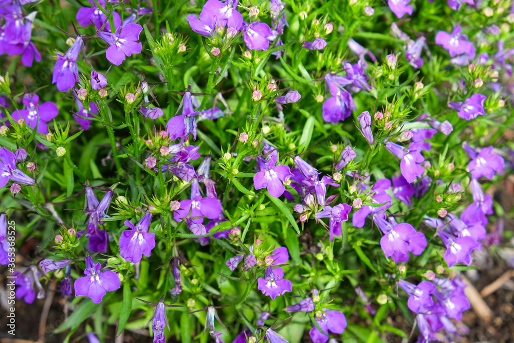 bush of small purple flowers in the garden bush of small purple flowers in the garden