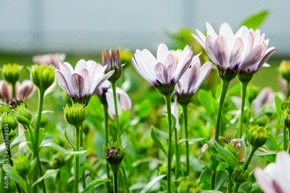 cute white-lilac flowers on a natural green background in the sunlight cute white-lilac flowers on a natural green background in the sunlight