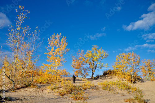 Photoshoot on the sand dune with yellow leaves and blue sky © Elton
