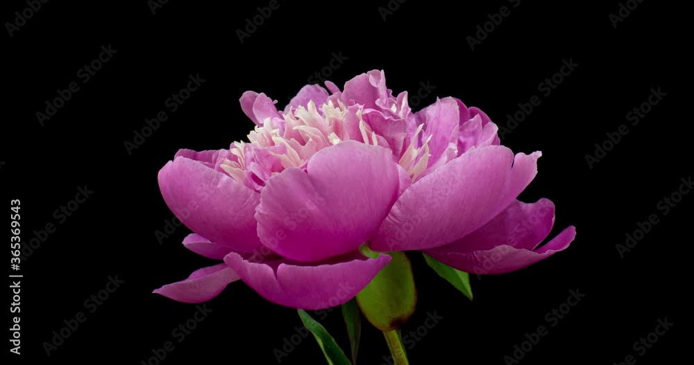 Timelapse of pink peony flower blooming on black background. Blooming peony open, close-up. Wedding backdrop, Valentine's Day. Peony stamens movement, alpha channel. Timelapse of pink peony flower blooming on black background. Blooming peony open, close-up. Wedding backdrop, Valentine's Day. Peony stamens movement, alpha channel.