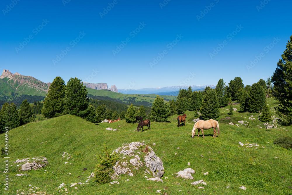 Cows and horses graze in an alpine meadow on a slope among fir trees in the mountains, italy dolomiti