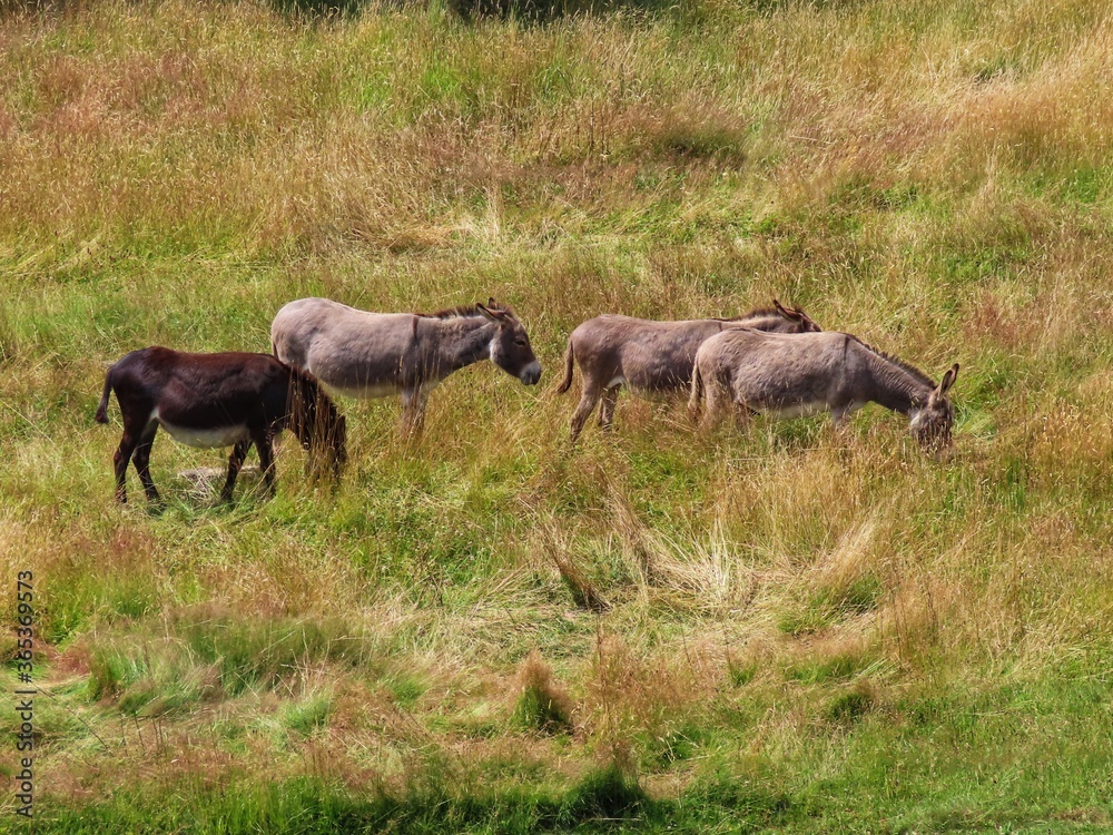 Fototapeta premium Donkeys in dry pasture