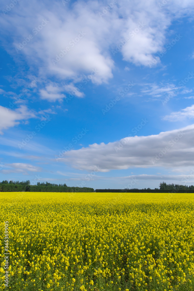 Rustic yellow rapeseed field under blue sky and white clouds, vertical