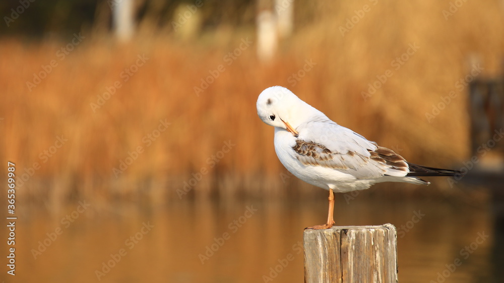 Fototapeta premium Closeup of white seagull combing feathers on wooden stake, blur background
