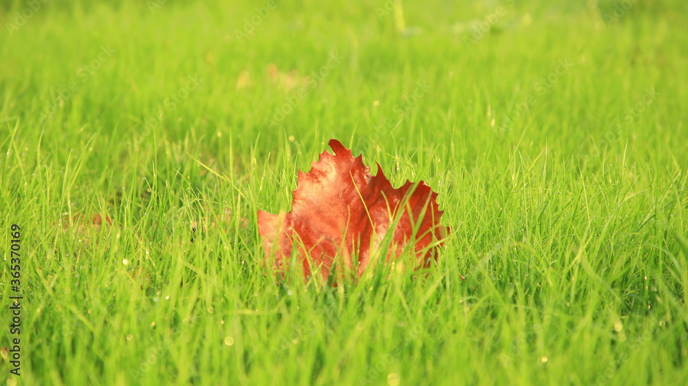 Closeup of a red maple leaf in green grass in autumn, selective focus, foliage Closeup of a red maple leaf in green grass in autumn, selective focus, foliage