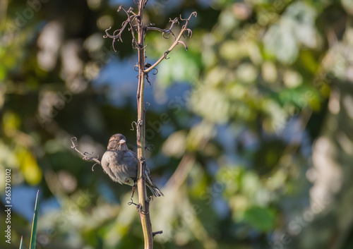 sparrow on a plant with sunlight Passer domesticus