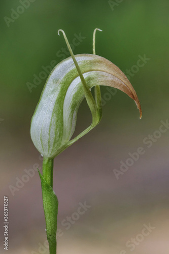 Sharp Greenhood Orchid (Pterostylis acuminata) - endemic to eastern Australia - approx 15mm dia  photo