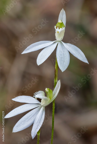 White Fingers Orchid (Caladenia catenata - has green throat) - approx 25mm dia - endemic to NSW, Queensland & Victoria, Australia