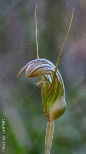 Snake-tongue Greenhood (Pterostylis ophioglossa) - native orchid endemic to eastern Australia 