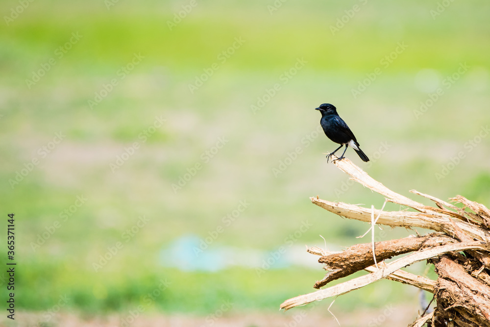 Black Pied Bushchat (Saxicola caprata) perched on a wooden stump with green grassy background Black Pied Bushchat (Saxicola caprata) perched on a wooden stump with green grassy background