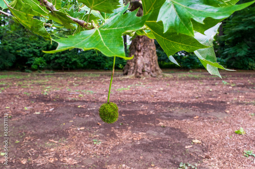 A tree offers its seed photo