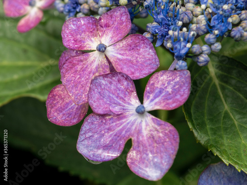 Hydrangea in the rain