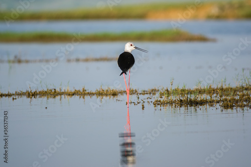 Black winged stilt (Himantopus himantopus) strolling around a lake