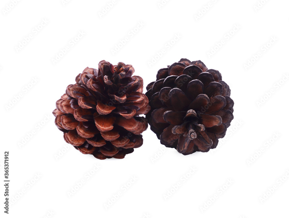 Pine cone isolated on white background Pine cone isolated on white background