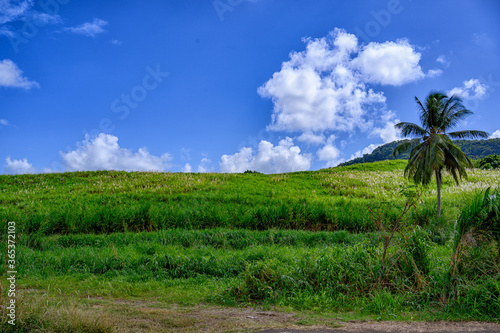 Champ de canne à sucre en Martinique