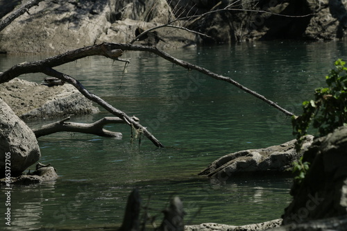 Calm river in the forest