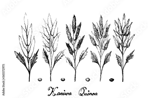 Illustration Hand Drawn Sketch of Ripe Chenopodium Pallidicaule or Kaniwa Plants and Seed Isolated on White Background.
