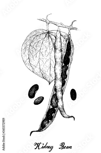 Illustration Hand Drawn Sketch of Fresh Red Kidney Pods with Green Leaves on A Plant, Used in Both Sweet and Savory Recipes.
