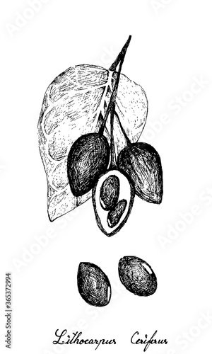 Illustration Hand Drawn of Lithocarpus Ceriferus, Tanoak or Stone Oak. A Nut Similar to Acorn and Very Hard, Woody Nut Shell.
 photo