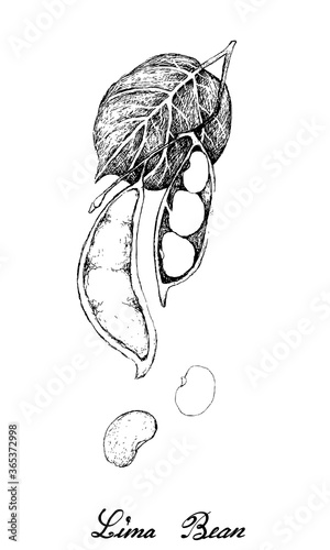 Vegetable, Illustration of Hand Drawn Sketch Fresh Lima Beans on Tree Isolated on White Background, Used in Both Sweet and Savory Recipes.
