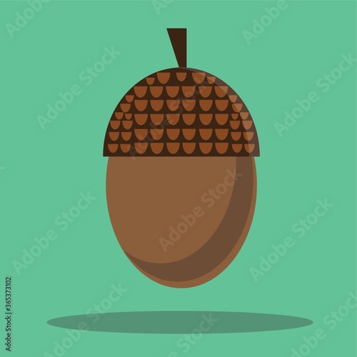 acorn