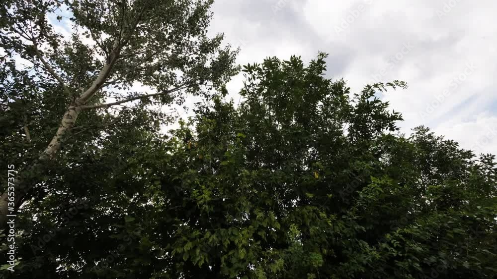 Smooth camera movement looking up at trees in front of a cloudy sky Smooth camera movement looking up at trees in front of a cloudy sky