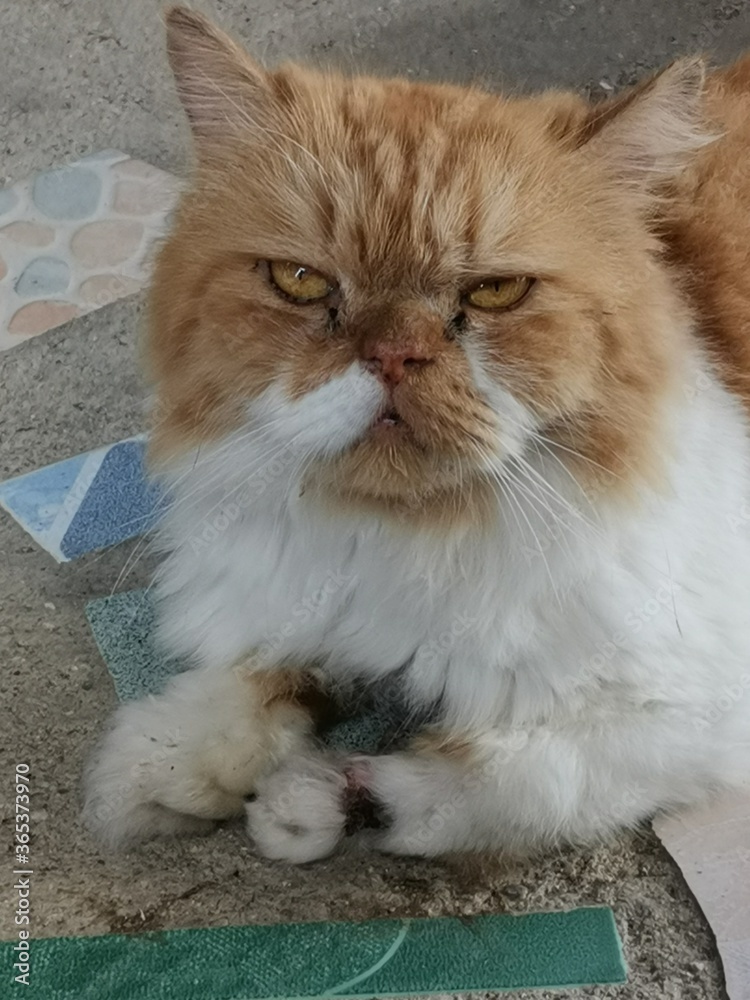 cat on the floor cat on the floor