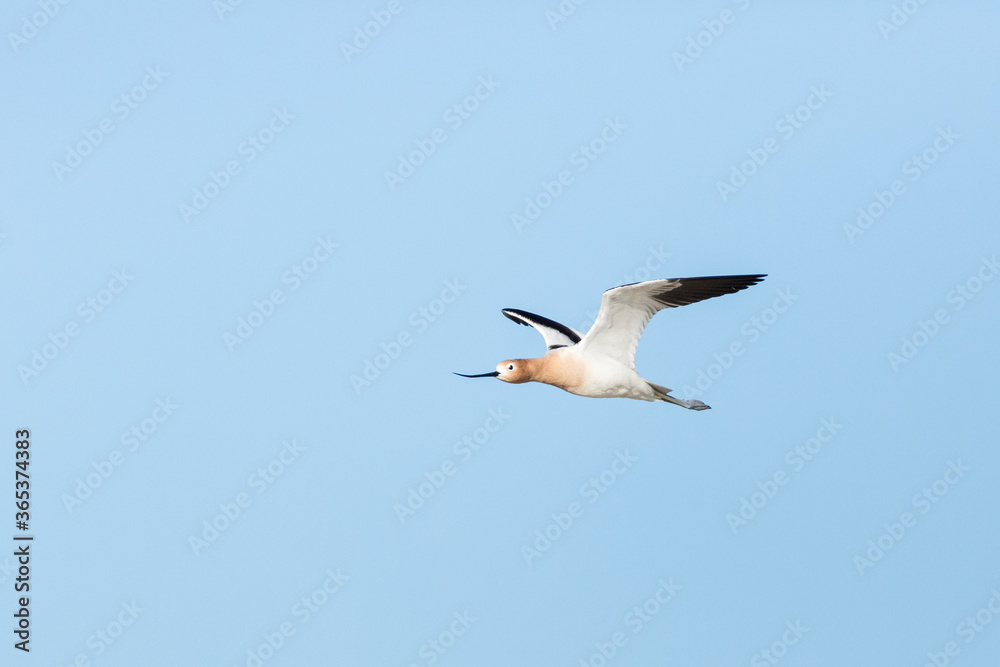Avocet flying through a clear blue sky over a wetland