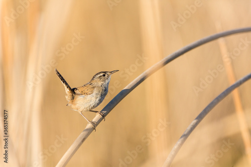 Tiny bewicks wren hidden in tan colored reeds, perched and looking for a mate