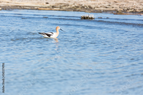 Avocet wading through water hunting food in a wetland area
