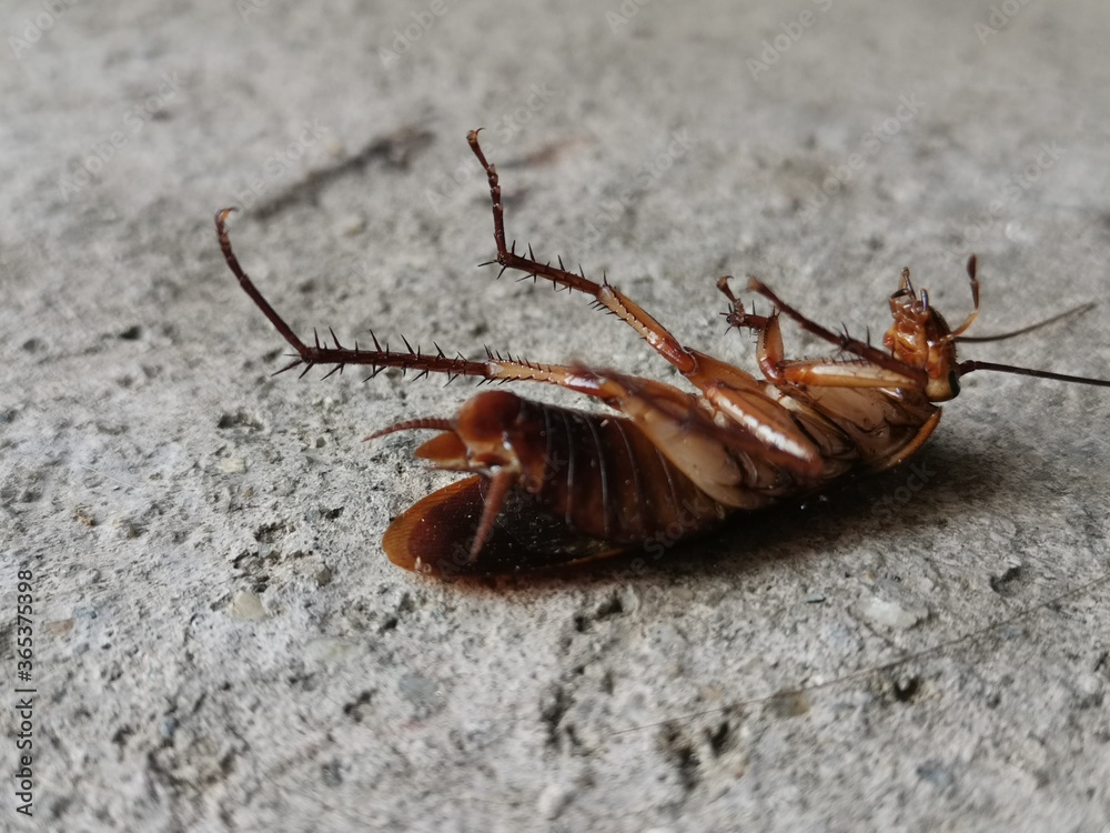 ants on the wall