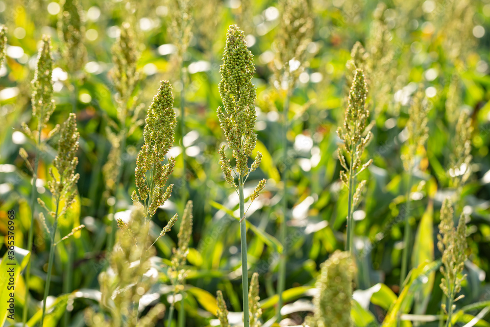 Foto de plantation. culture for animal feed.