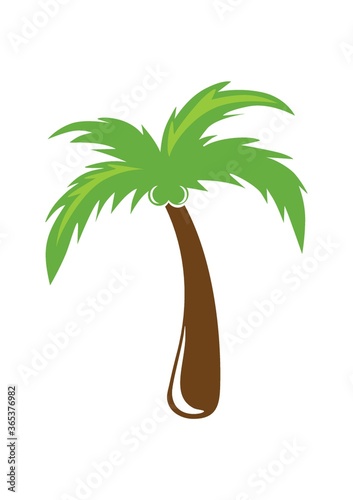 coconut tree