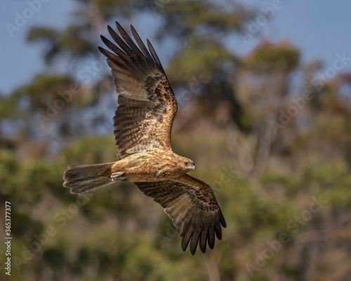 Whistling Kite in flight (Haliastur sphenurus) - Hawkesbury River, NSW, Australia